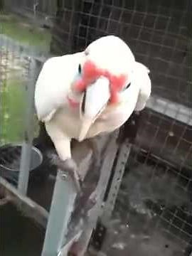 Απολαυστικό βίντεο: O Παπαγάλος που προτιμά «μακαρόνια με κιμά»!