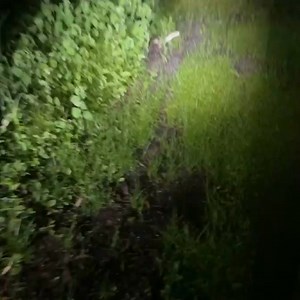 Good sized Scrub Python (Simalia kinghorni) we came across on a mates property a couple nights ago. These are Australia’s largest snake, and they get a lot bigger then this! Always good to see snakes this size safe and out of harms way. Scrubbies are really slow movers, and get cleaned up by cars when they try and cross roads. Definitely a language warning for the video, didn’t realise how big it actually was when I first spotted it. | Ricky Mackenzie