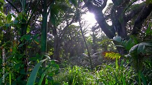 A tropical rainforest background shot in 4K. Green forest with palm leaves, tropical plants, and sunlight.