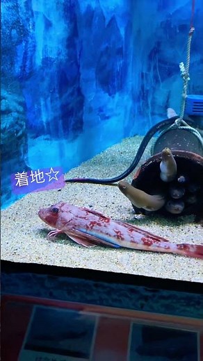 ホウボウ／東海大学海洋科学博物館［YouTube水族館］