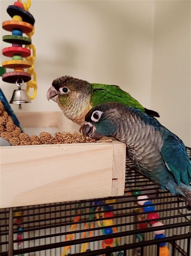 The Conure Babies almost 8 and 9 weeks old! 🦜💕 #conures #babyanimals #pets #birds #fyp