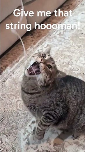 cat playing with string #funny #funnycats #cat #catshorts