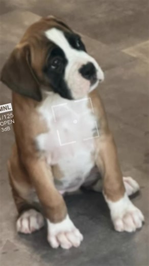 #boxer #fypシ #inspiredawesomelife #lovelife #boxerdog