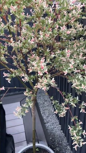 Salix Integra Flamingo Trees turning pink