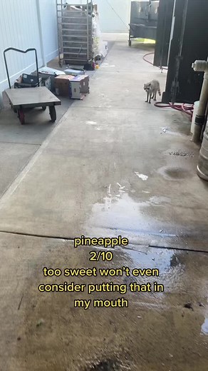 idk how people can eat this stuff