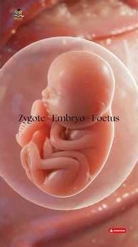 Human Reproduction Explained in 30 Seconds 👶 | Biology Basics #reproduction #shorts