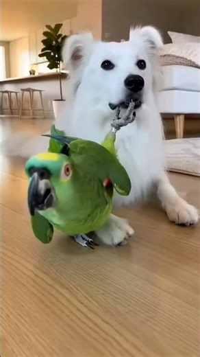 Dog vs Parrot: Who’s the Boss? 😂🦜 #shorts #funnyanimals #pets