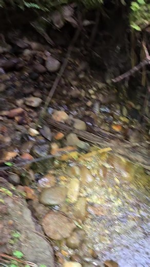 HUGE BEAUTIFUL JASPER!! Oh my gosh!! I cannot believe this was chillin right in this little creek! Such a big massive chunk, but I left it behind because my bag was already kind of heavy. Super beautiful though! PNW jasper! Please like, Share, comment and follow. Thank you! #agate #rockhounding #jasper #pnw #fyp