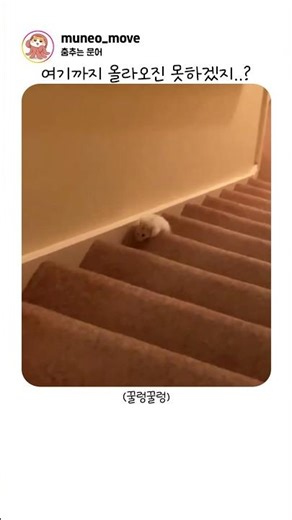 햄찌가 여기까지 올라오진 못하겠지?👀