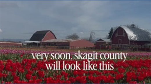 Tulips are almost in full bloom