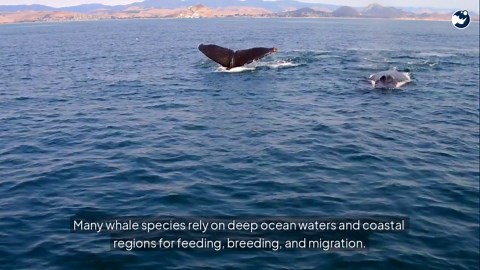 AI Predicts Whale Movements to Prevent Deadly Ship Strikes!