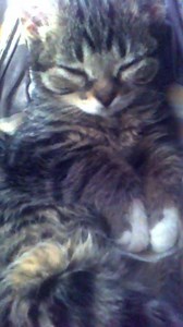 Pretty sure I've never posted this special lil clip of baby bub enjoying being baby bub What delightful paws #babybub #lillilbub #lilbub | Lil Bub