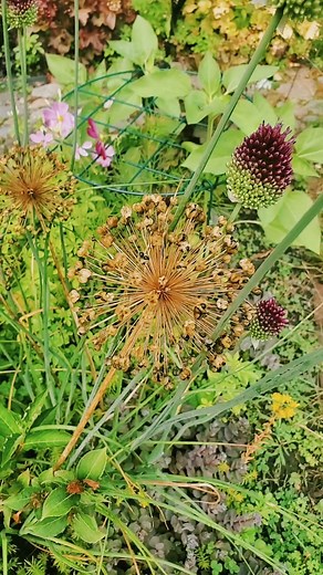 Collecting Allium Seeds: A Gardener's Guide