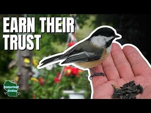 How To Make Friends With Your Backyard Birds!