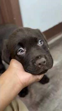 🔥🐶💀😍 4 VERDADES del LABRADOR RETRIEVER #perros #dog #labradorretriever