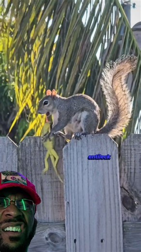 Squirrel Eats Lizard #Squirrel #Lizard #Animals #Eat #SpoofNewt #Comedy #VoiceOver #Trending #Explorepage #ForYou #ForYouPage #fyp #fypシ #ForUpage #ForU #Fyppp | Smith Brandon