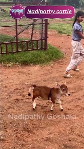 Cows Gone Wild: The Pasture Party #cow #cowcowcow #cowcowcow #wow #animals #lol #now #goat #love