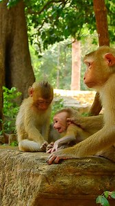 Really poor little baby screaming! Luna warning milk, so baby angry and crying! | Good Or Bad