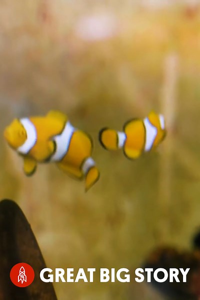 The Dory dilemma, conservation fears from a movie