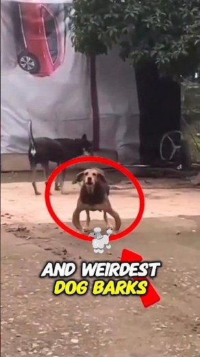 Ranking Dogs’ Different Kinds of Barks 🔊😂 | Funniest & Most Relatable Dog Sounds Ever!