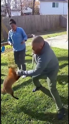 Fox Charges Human Near Swing — Homeowner Rushes Out With Stick