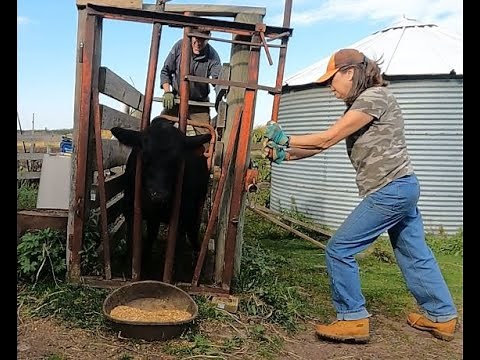 Cattle annual shots using our home-made chute system.