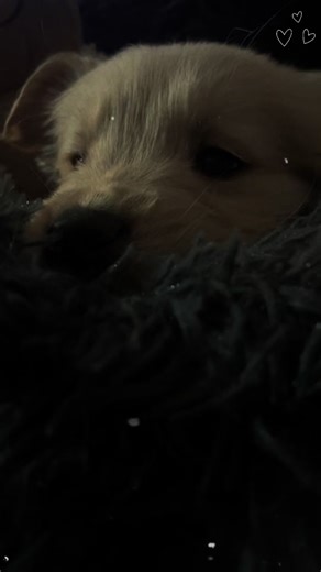 Te cuidare toda la vida perrito mio ❤️❤️ #CapCutFamília #mifamilia #labcreativo #CapCutAmor #CapCutFamília #mifamilia #labcreativo #viral #perritostiktokers