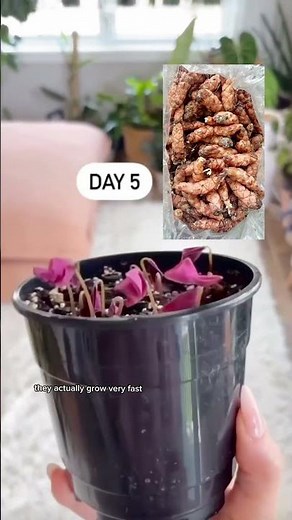 Oxalis triangularis, are you adding this to your wish list? #houseplants #indoorplants #planttips