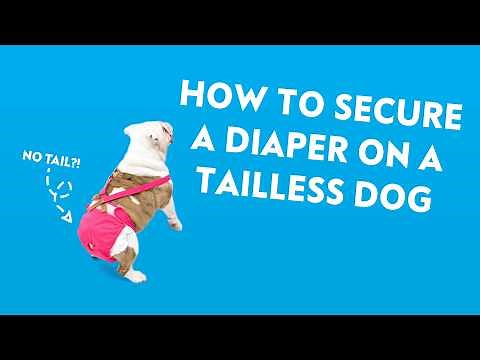 How to Keep a Diaper on a Dog without a Tail