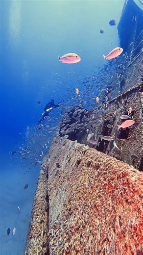 55K views · 1K reactions | Wreck diving 錄 #wreck #wreckdiving #underwaterlife #underwaterworld #scuba #underwatervideo #sea #sealife #underwaterphotography | Red Sea Diving | Facebook