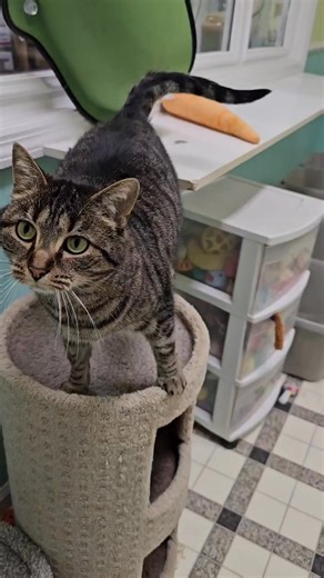 LIFE House 4 Animals on Instagram: "Just a typical evening, hanging out in Cat Room 1. Mary Kay - 3 yrs - Female - tabby Tater - 9 mo - Male - tabby & white Shadow - 1 yr - Male - black Petuna - 6 yrs - Female - tortoiseshell Chloe - 3 yrs - Female - black Blaze - 2 yrs - Male - siamese Flame - 2 yrs - Male - siamese Applications can be filled out & submitted through our website."