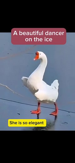 Mesmerizing Swan Lake Dance by Pet Swan - Funny TikTok Compilation