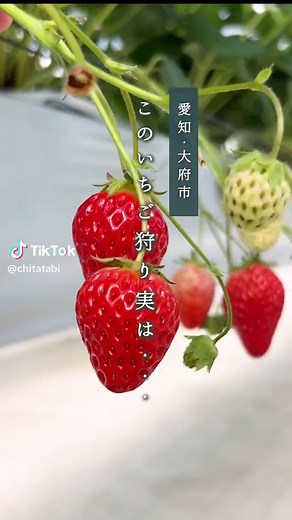 120分食べ放題のいちご狩り体験