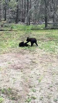 Bear cub wrestling match