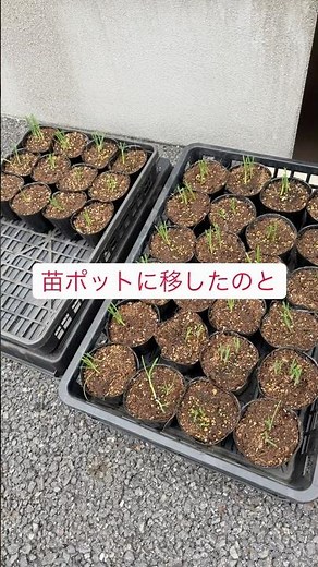 #家庭菜園#趣味#初心者向け#プランター#苗作り#ネギ#九条ネギ