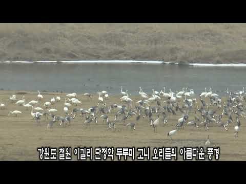 강원도 철원 이길리 두루미 단정학 고니 오리들의 아름다운 풍경 (2)