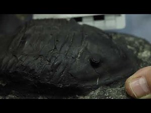 Ask A Scientist - What is a Trilobite?