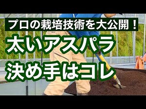 [Growing Asparagus from Seed] A Must-See for Beginners! Why Pros Put in the Work Before Planting
