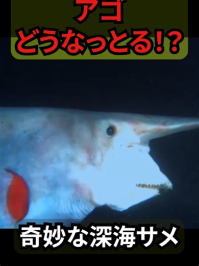 あごが飛び出す深海ザメ、ミツクリザメ。 見た目も捕食方法もクセが強すぎる。 #ミツクリザメ #やばいやつ #深海生物 #サメ #雑学#春日部つむぎ