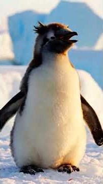 Animal Sounds Compilation | Cow, Pig, Dog, Cat, and Chicken!