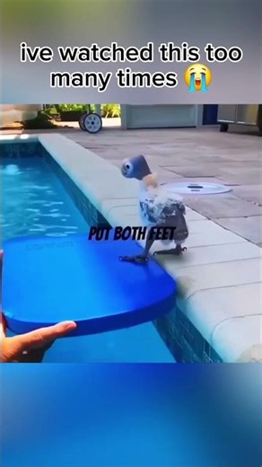 #memes
