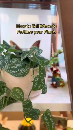 Year-Round Plant Fertilizing Tips with Fish Poop Soil Conditioner