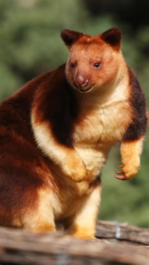 1.9K views · 37 reactions | Meet the tree kangaroo — one of nature’s most colorful marsupials! 輦 Rarely seen and barely known until recently, these rainforest cuties have gone viral for their plush fur and playful looks. It’s like nature just dropped a new real-life Pokémon!  #TreeKangaroo #WildlifeWonder | PAW POINT UK | Facebook