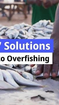 7 solutions to Overfishing
