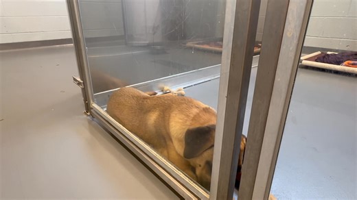 6.8K views · 224 reactions | Oswald is the kind of dog who makes you...