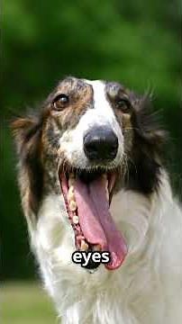 Borzoi The Elegant Speed Demon!