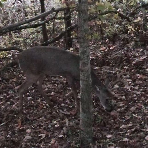 Shoot or pass? Young buck might not make it through the season, but I gave him a chance. Wasn’t the kind of deer I wanted to tag out on. I wouldn’t blame anyone for taking the shot. But I’ll never shoot a deer just because “someone else might”…if he’s a deer I want then I’ll shoot, if he’s not then I won’t. | Catman Outdoors
