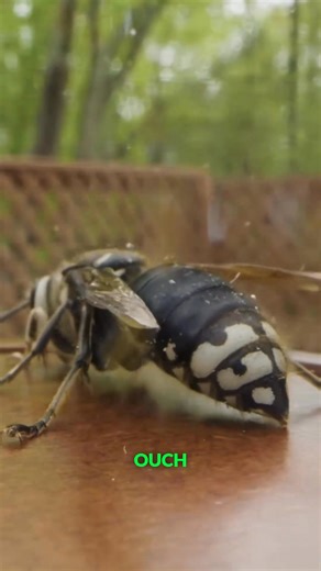 34K views · 225 reactions | They are after the exact things we love  #wasps #hornets #insects #coyotepeterson | Coyote Peterson | Facebook