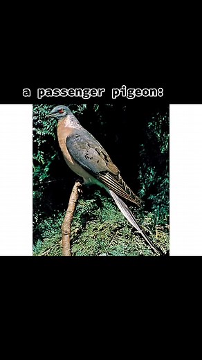 Passenger Pigeon Facts: Uncover the Mystery of an Extinct Animal | TikTok