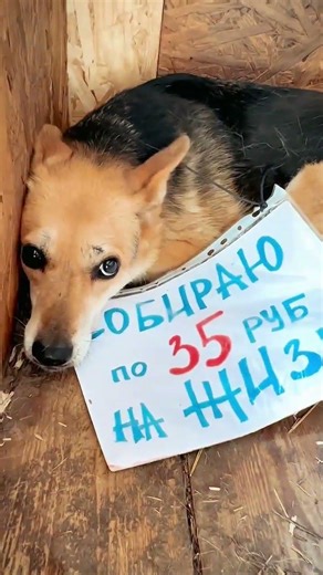 Мы хотим кушать 😢2202 2017 2953 7957